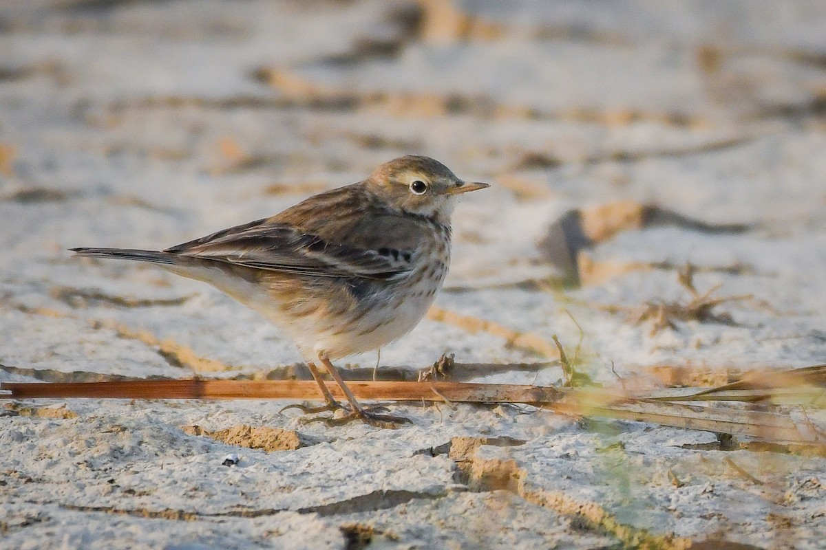 Water Pipit - Sumit Majumdar