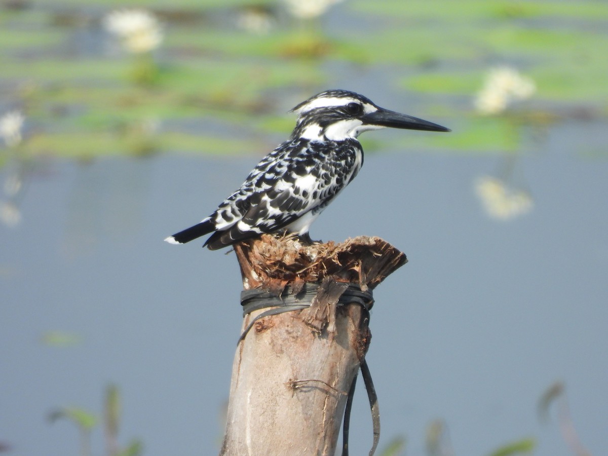 Pied Kingfisher - ML613850417