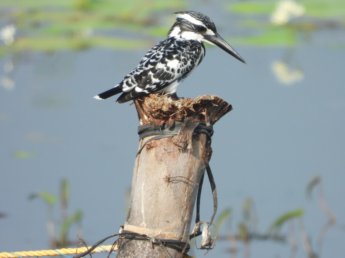 Pied Kingfisher - ML613850422