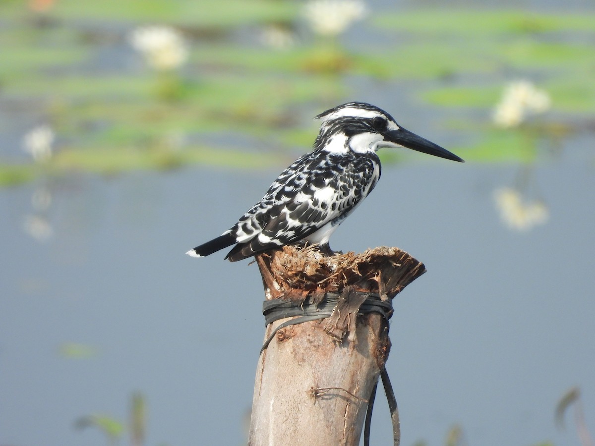 Pied Kingfisher - ML613850423
