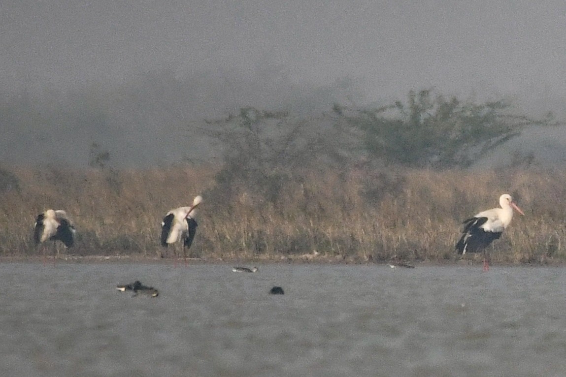 White Stork - ML613850435