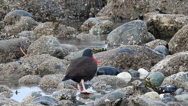 Black Oystercatcher - ML613850436