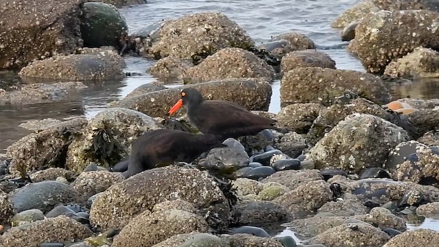 Black Oystercatcher - ML613850439