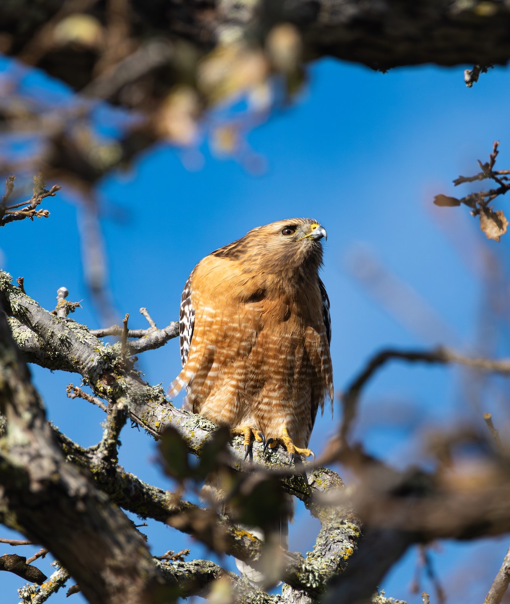 Red-shouldered Hawk - ML613850460