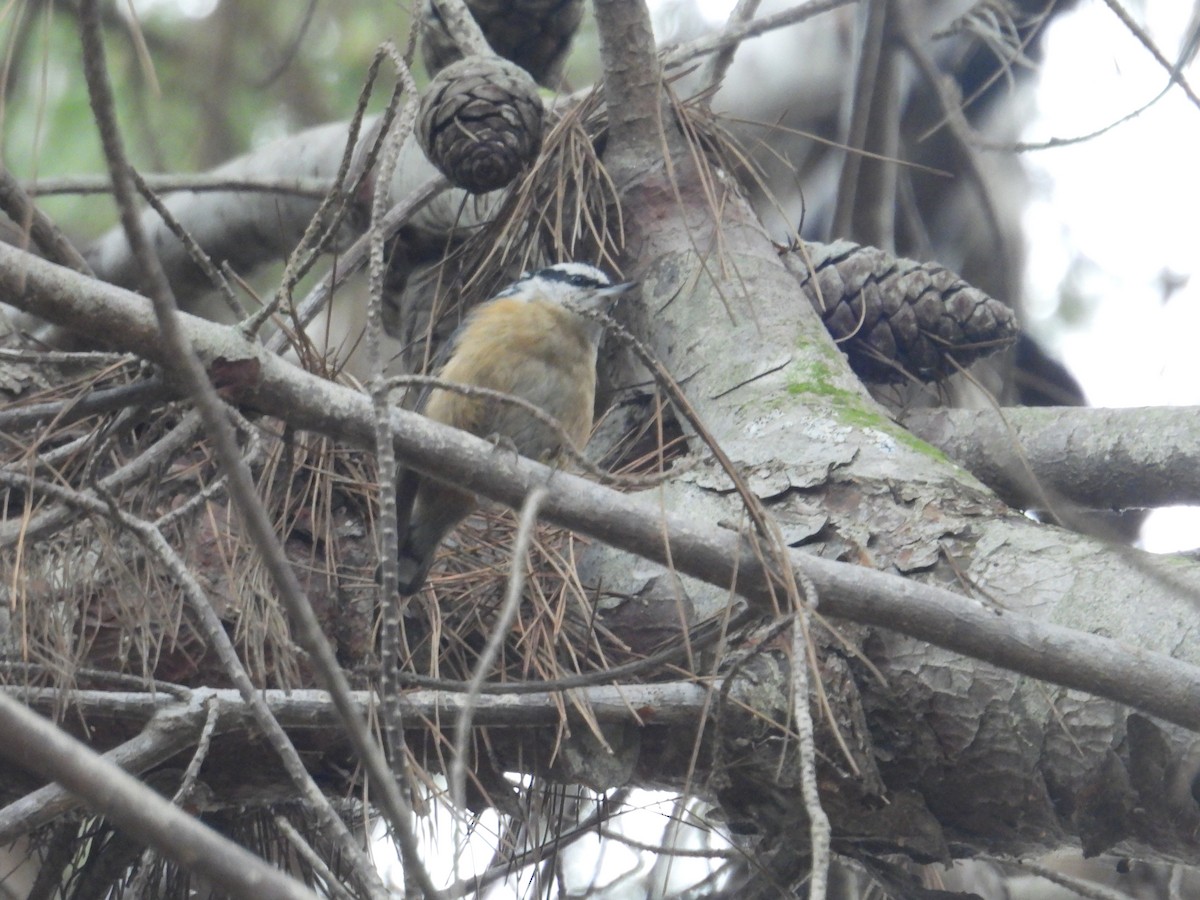 Red-breasted Nuthatch - ML613850521