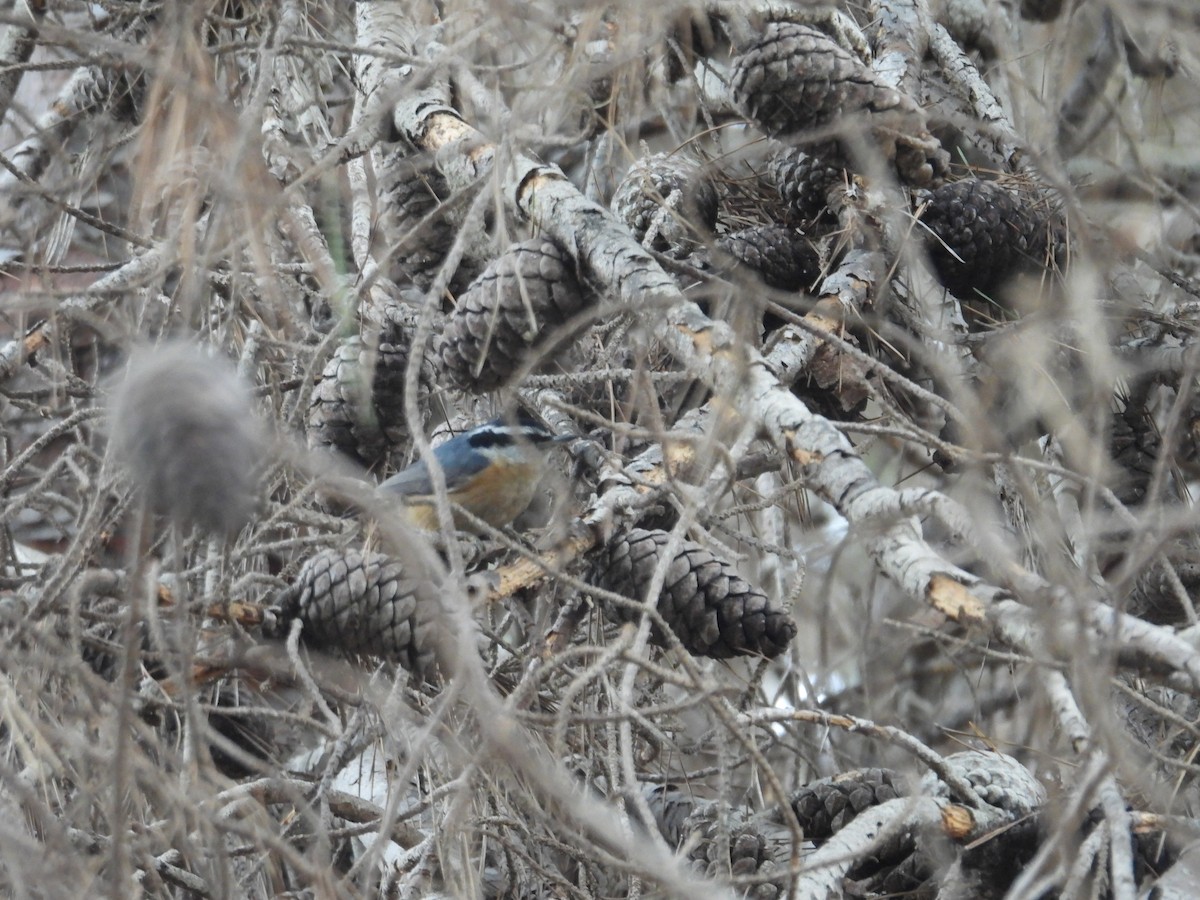 Red-breasted Nuthatch - ML613850533