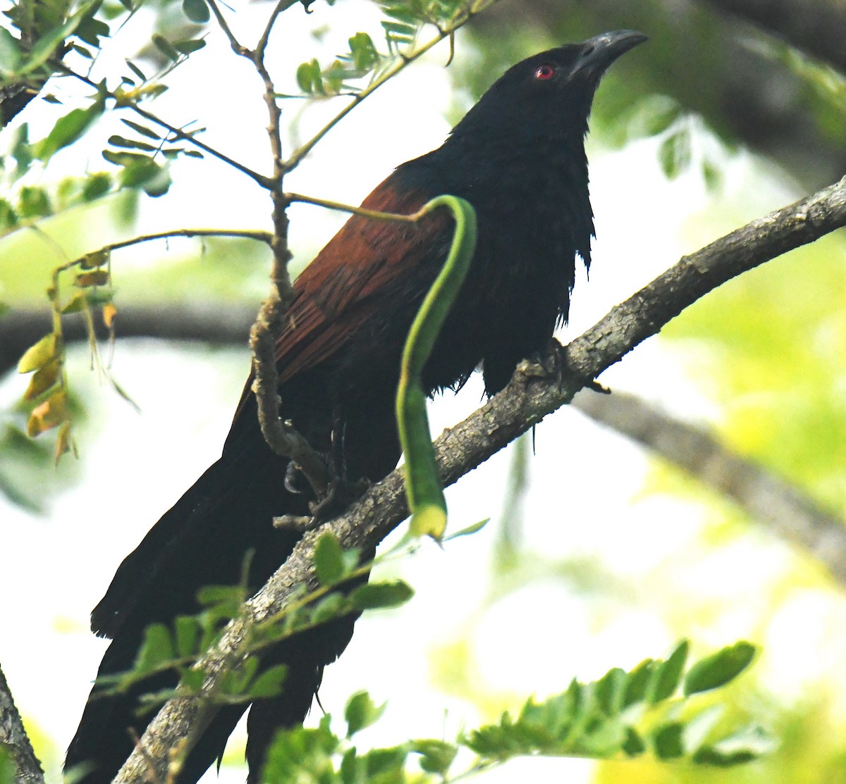 Greater Coucal - ML613850543