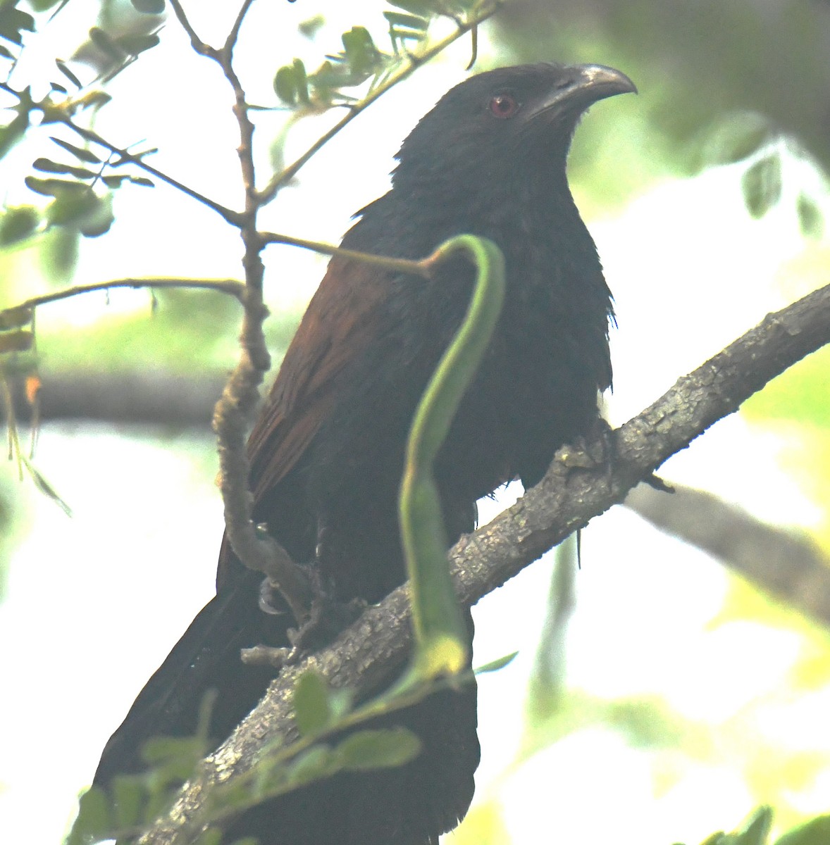 Greater Coucal - ML613850545