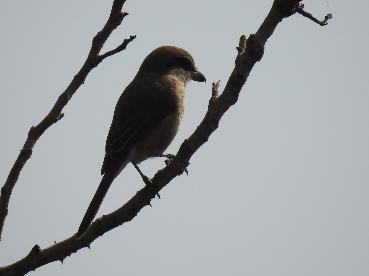 Brown Shrike - ML613850546