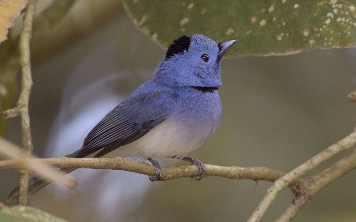 Black-naped Monarch - ML613850560