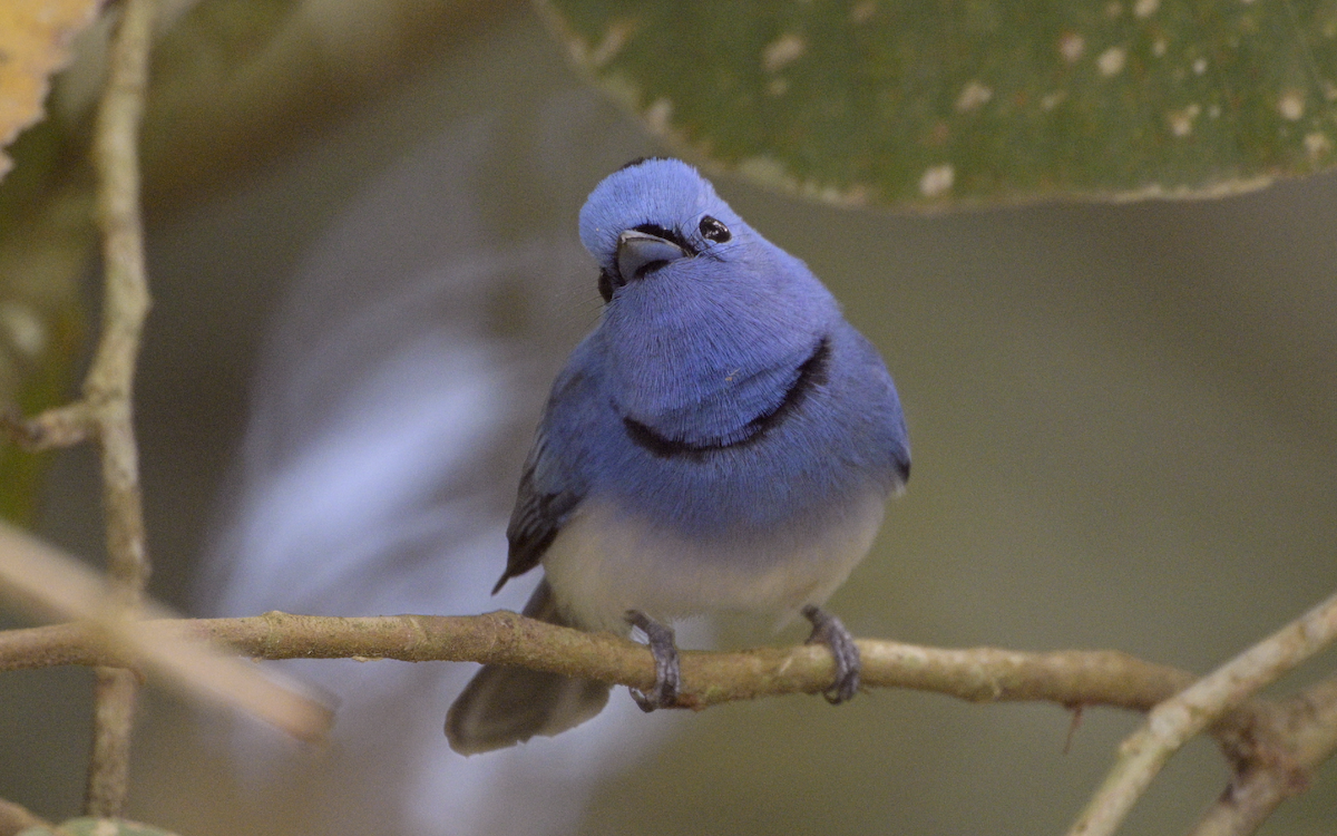 Black-naped Monarch - ML613850561