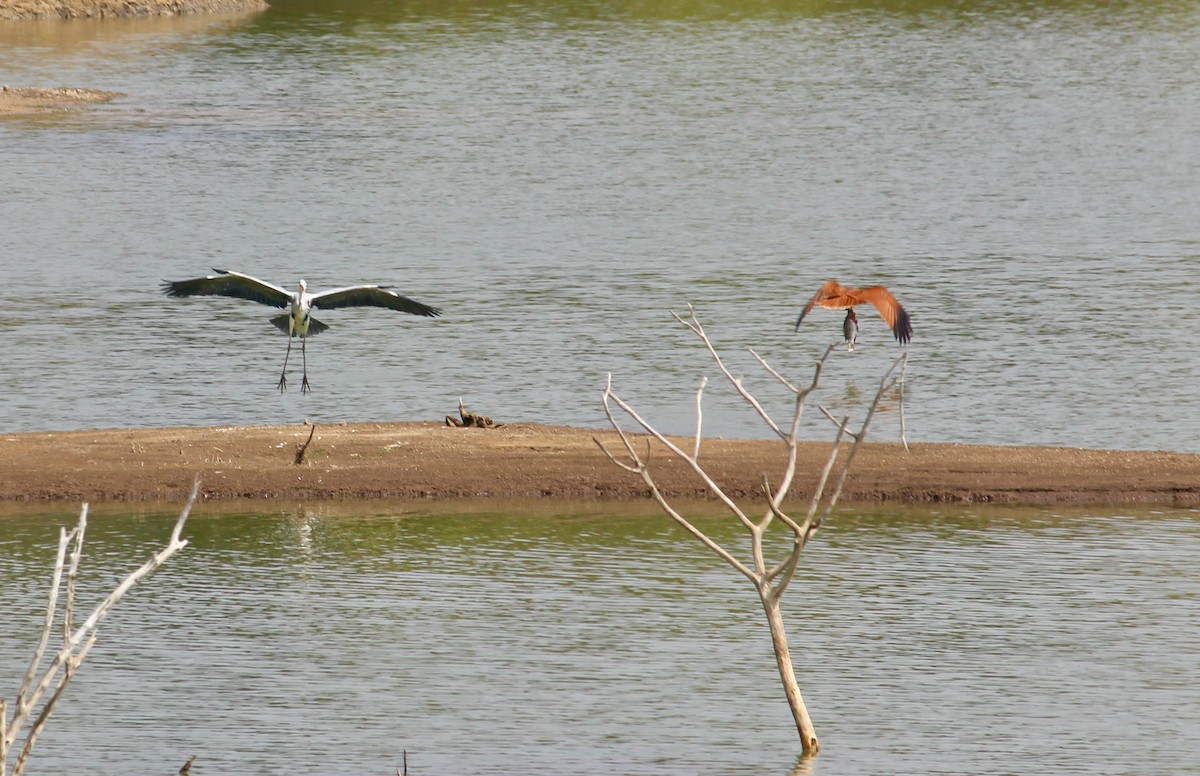 Gray Heron - ML613850576