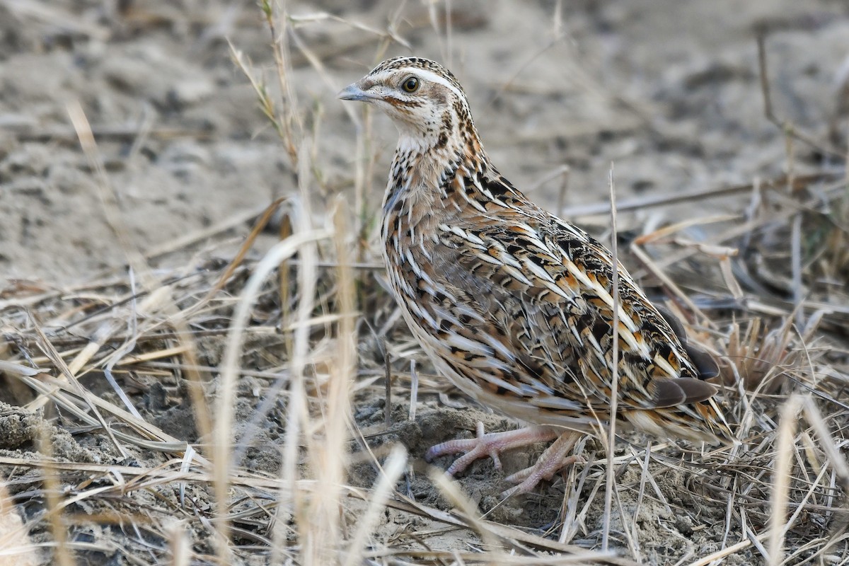 Common Quail - ML613850580