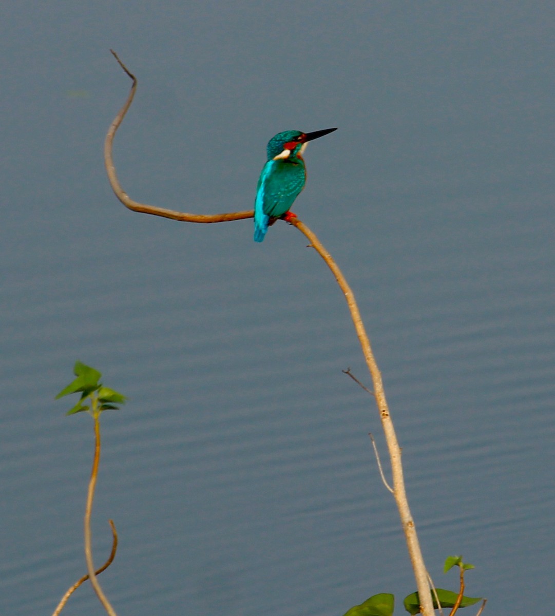Common Kingfisher - Murali DC