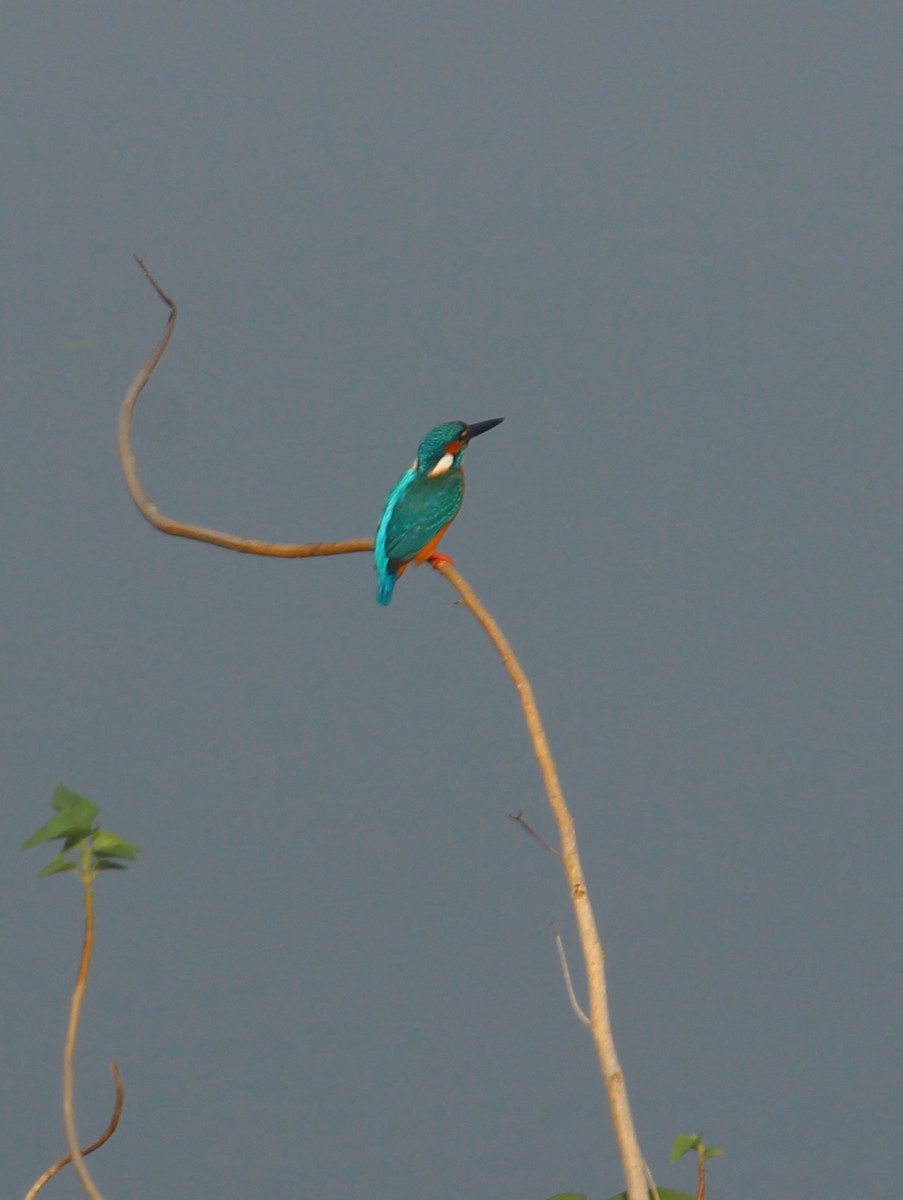 Common Kingfisher - ML613850607