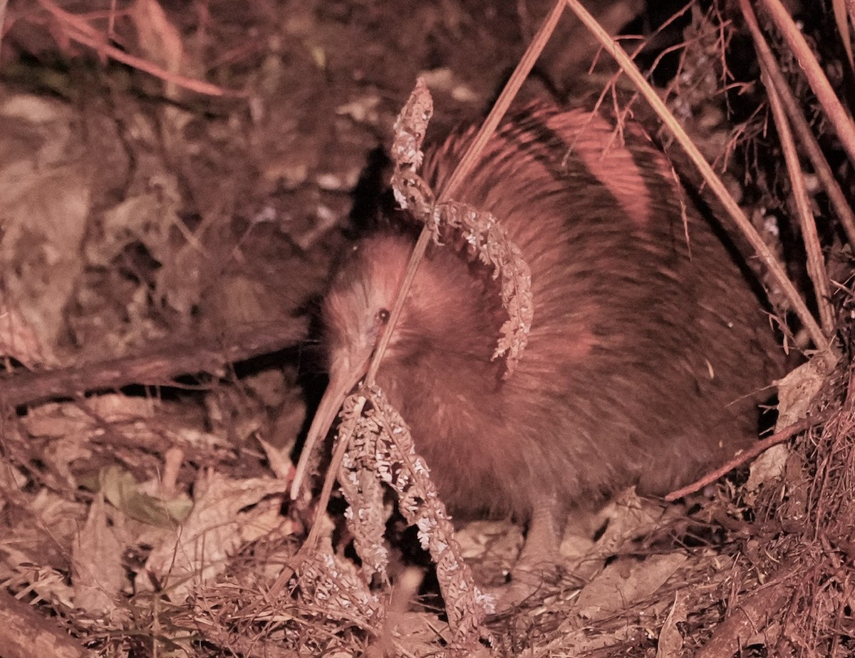 North Island Brown Kiwi - ML613850611