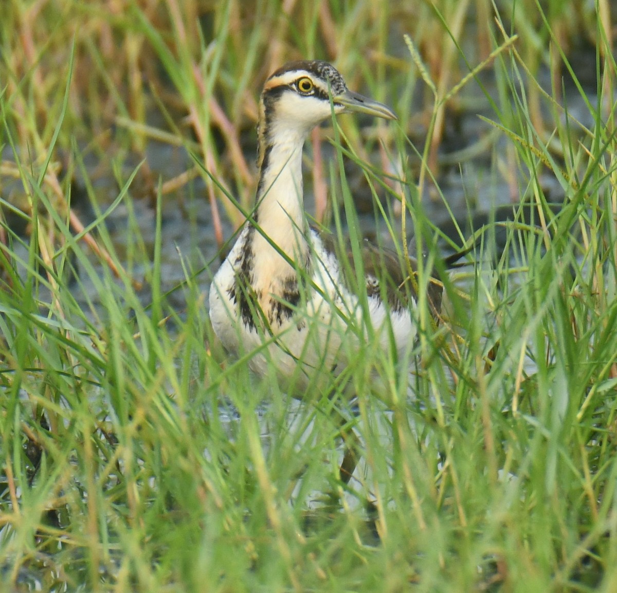 Jacana à longue queue - ML613850617