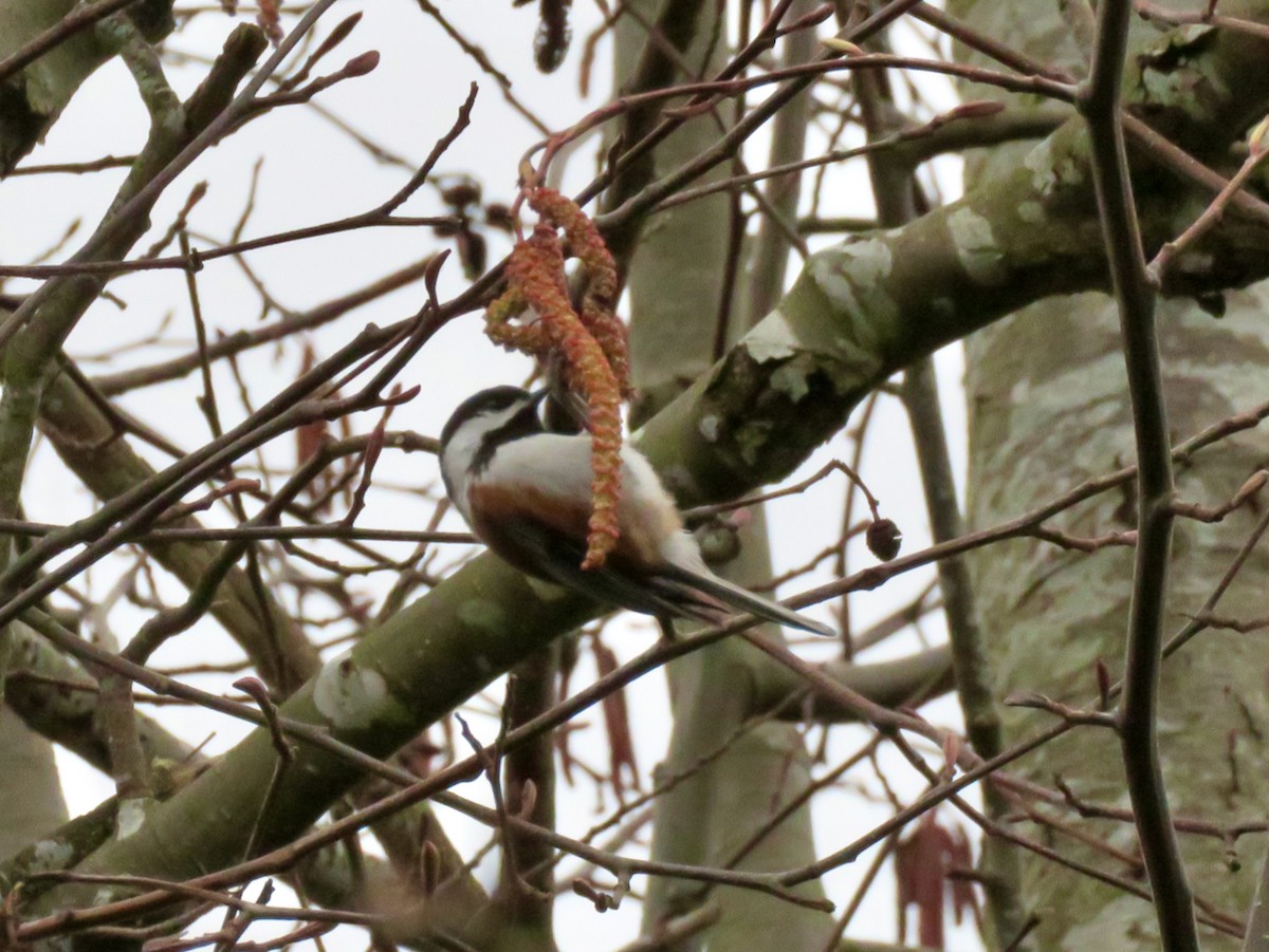 Chestnut-backed Chickadee - ML613850670