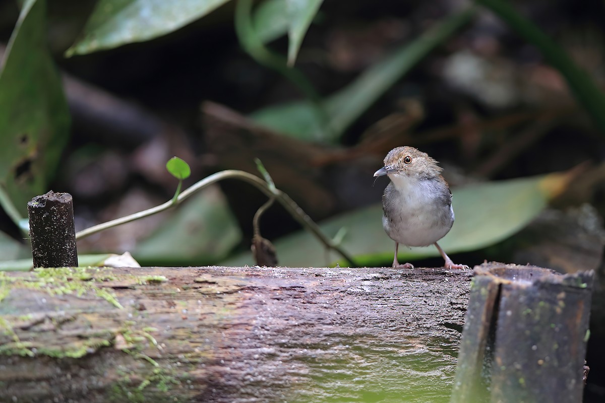 White-chested Babbler - ML613850684