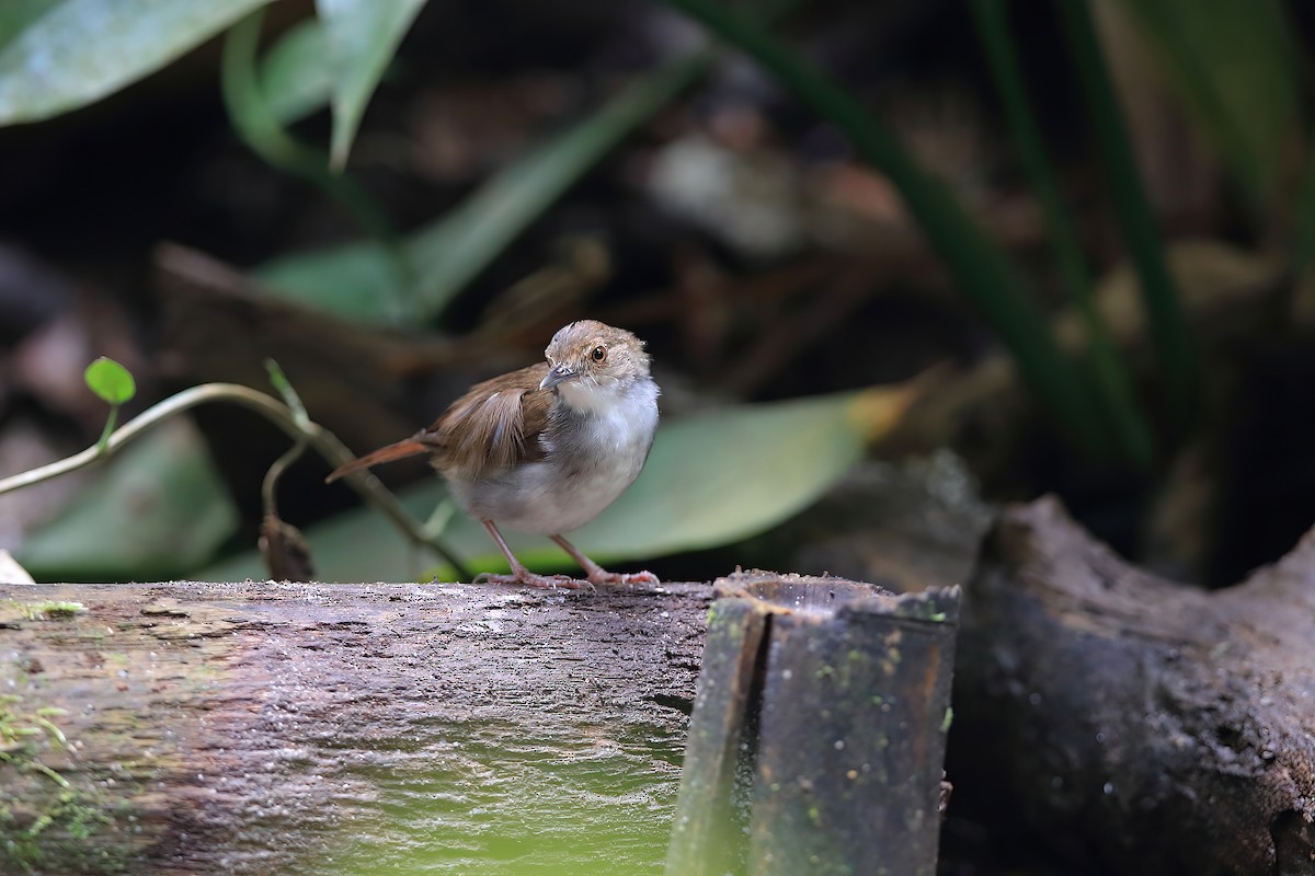 White-chested Babbler - ML613850685