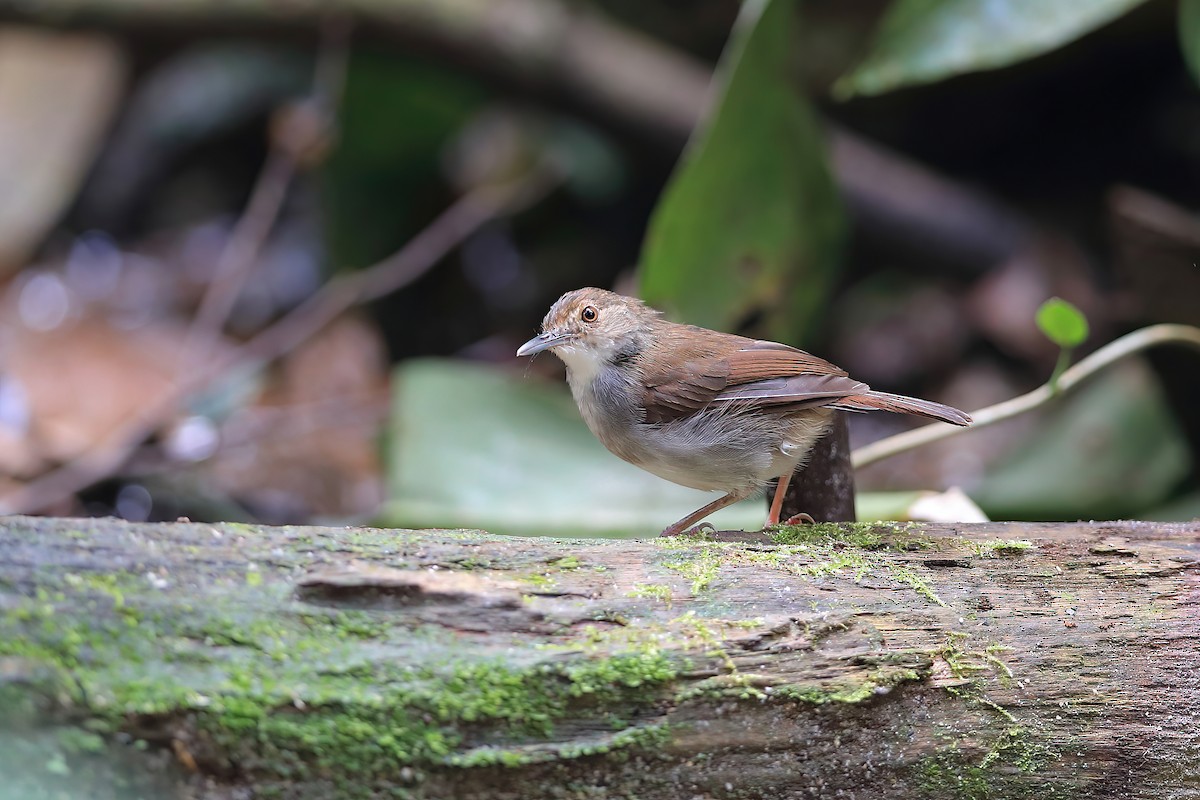 White-chested Babbler - ML613850686