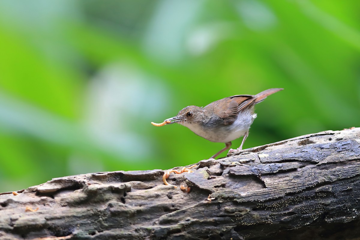 White-chested Babbler - ML613850687