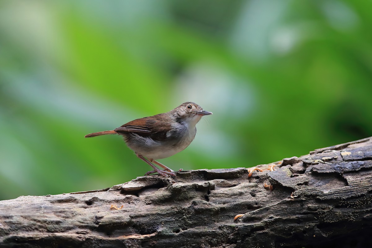 White-chested Babbler - ML613850688