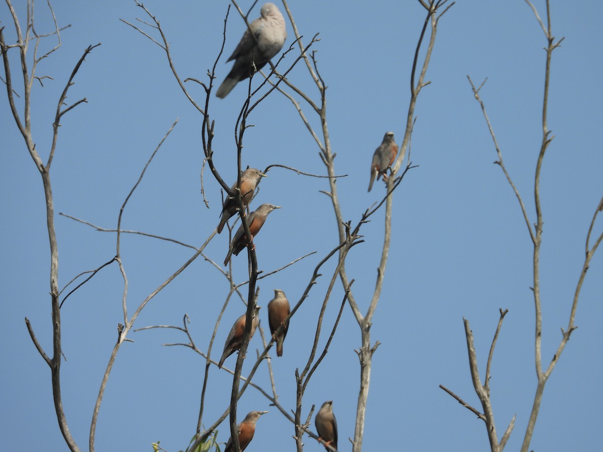 Chestnut-tailed Starling - ML613850689
