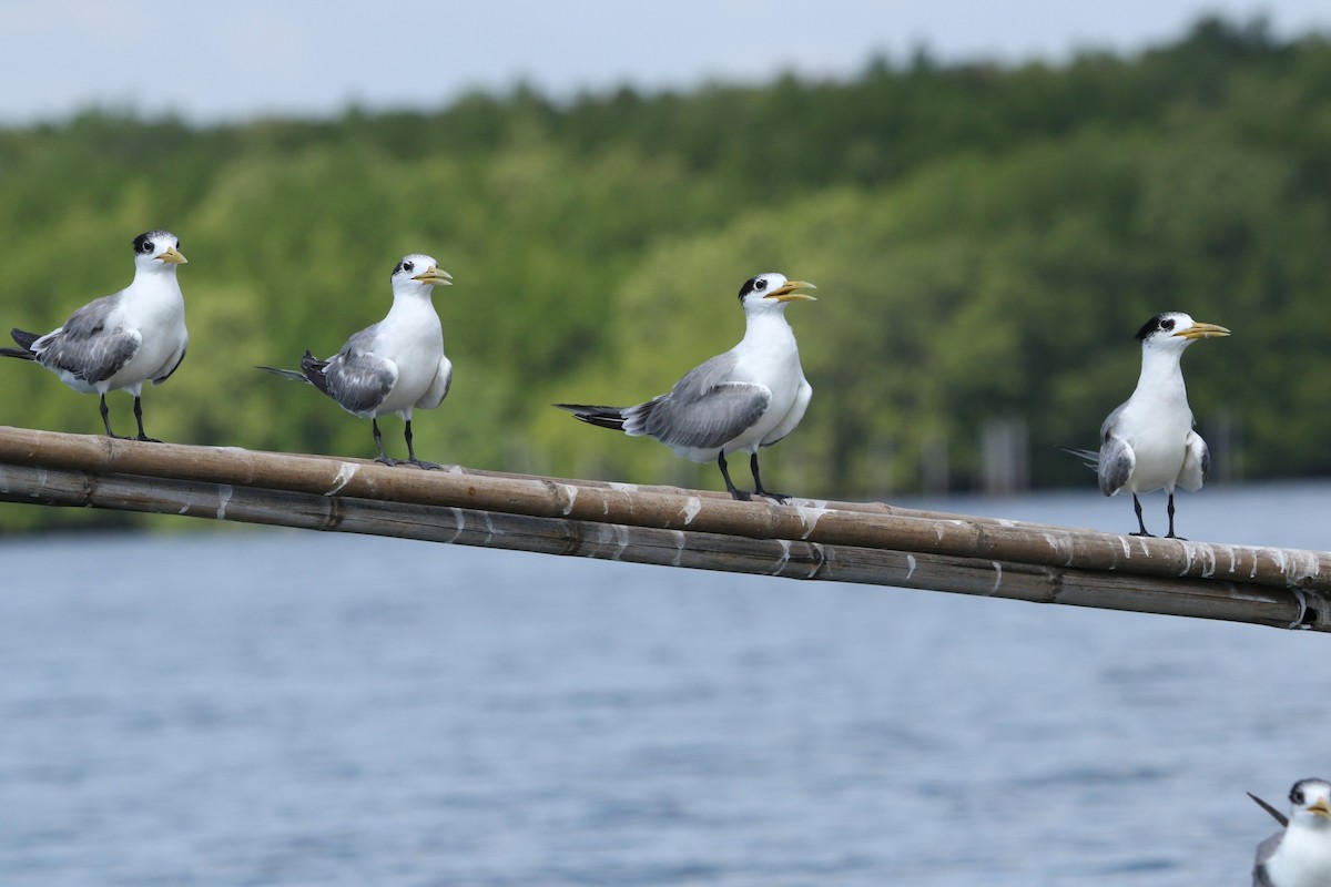 Great Crested Tern - ML613850719