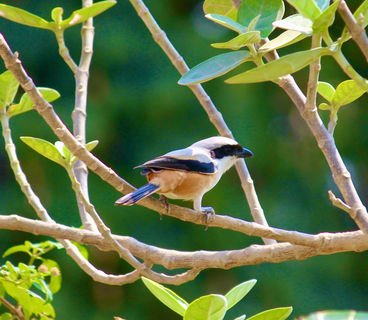 Long-tailed Shrike - ML613850744