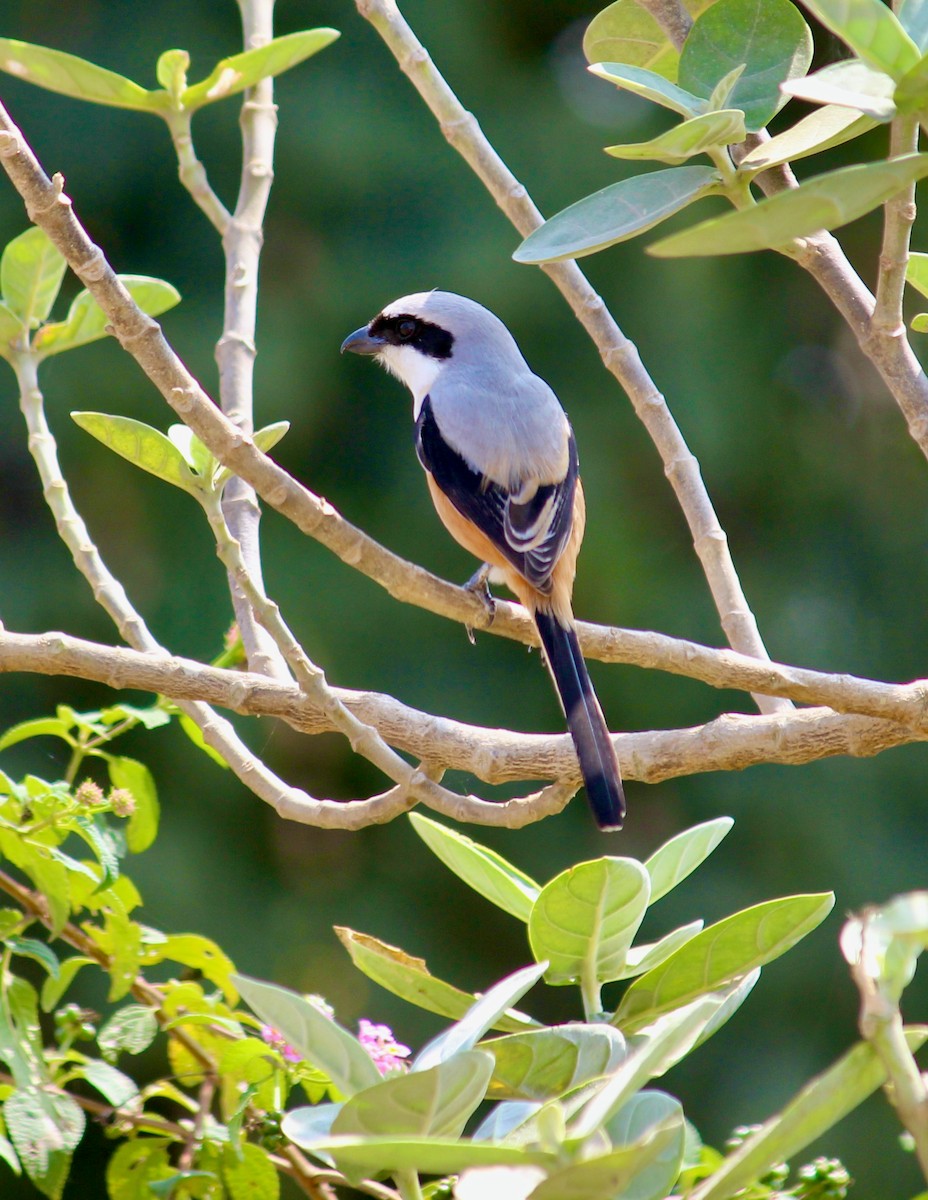 Long-tailed Shrike - ML613850746