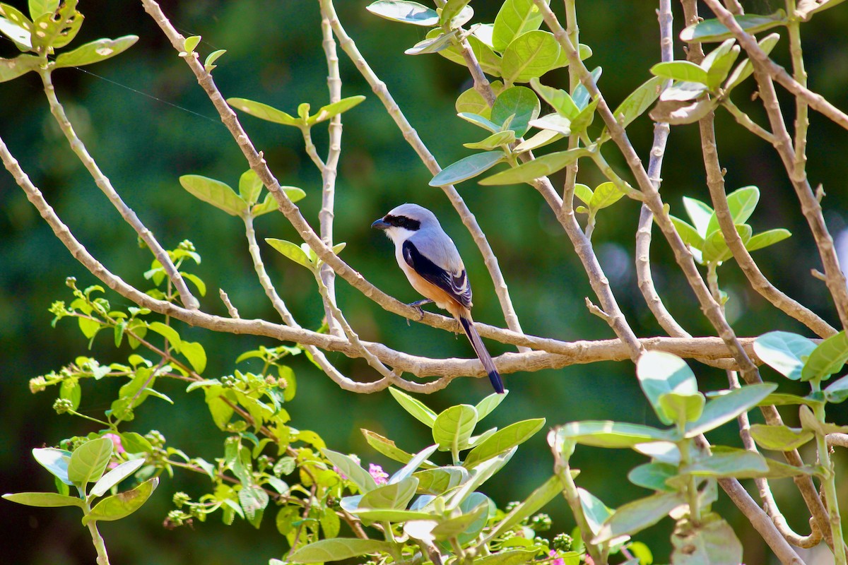 Long-tailed Shrike - ML613850748