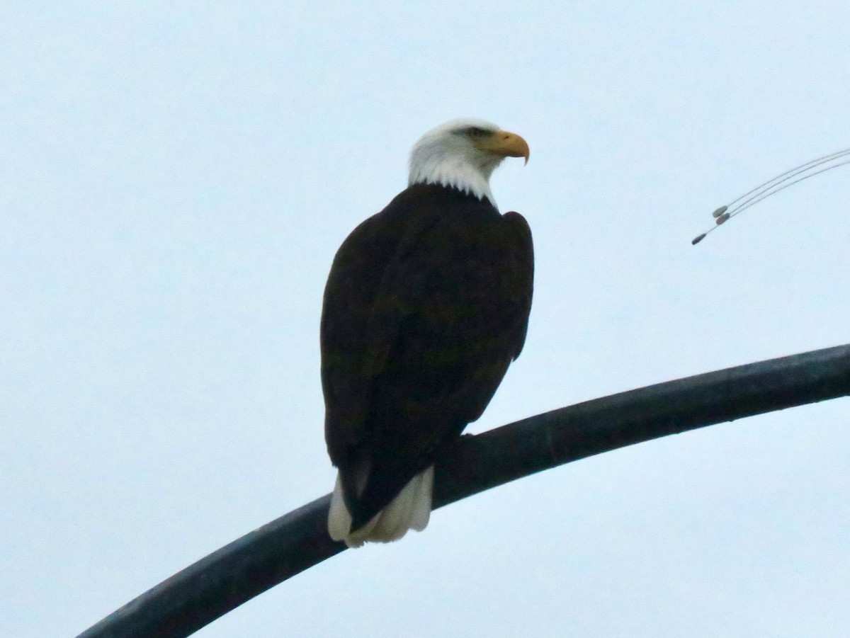 Bald Eagle - ML613850767