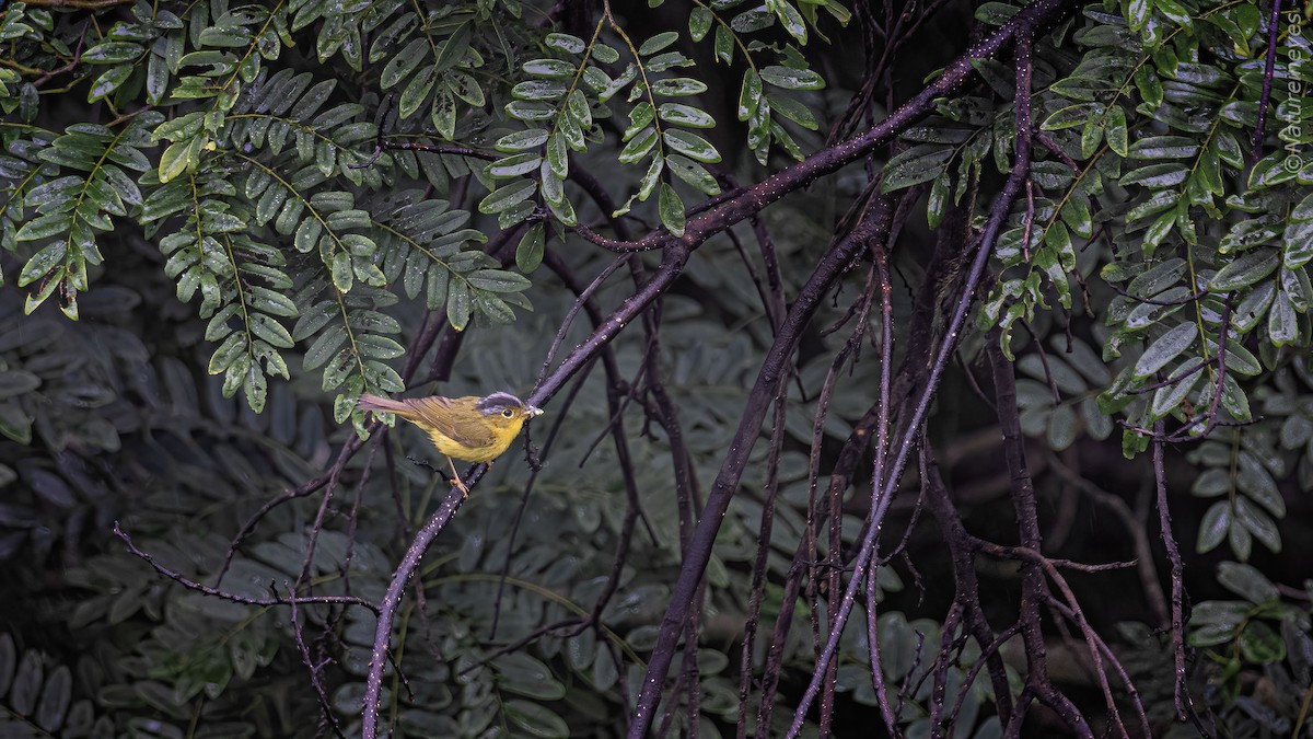 Gray-crowned Warbler - ML613850788