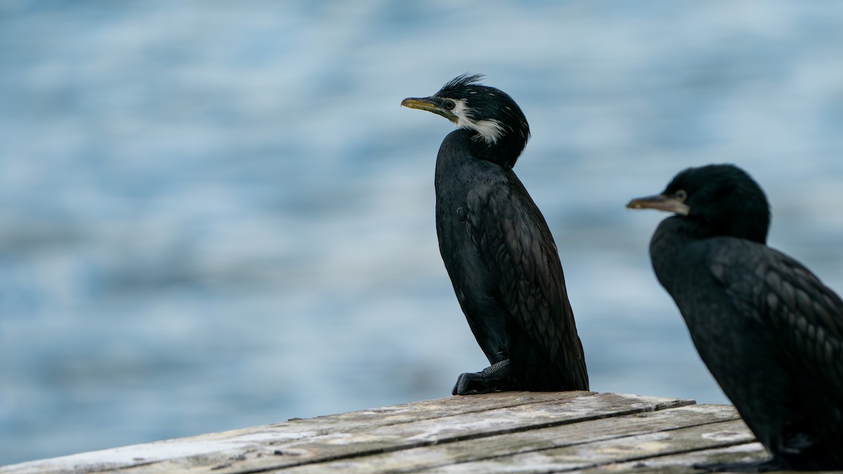 Little Pied Cormorant - ML613850901