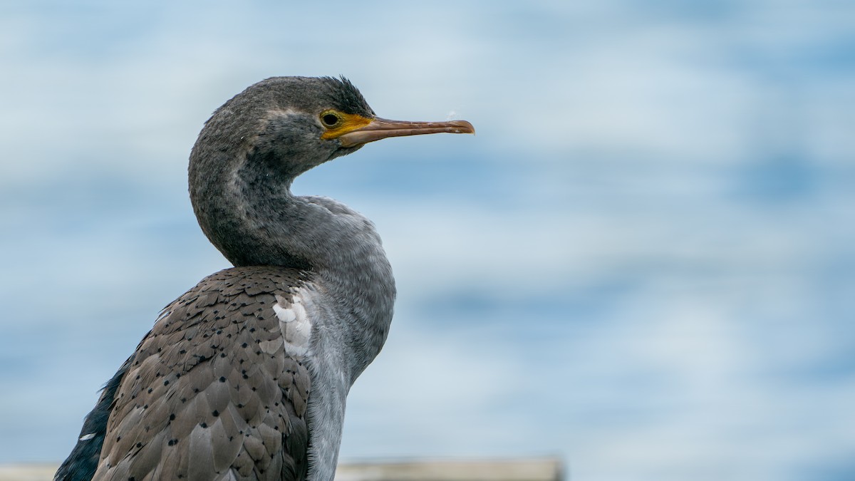 Spotted Shag - Javier Cotin