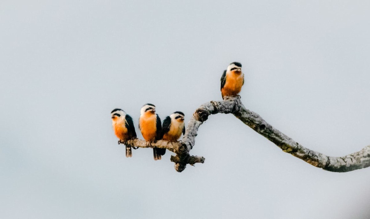 Collared Falconet - SAPON BARUAH