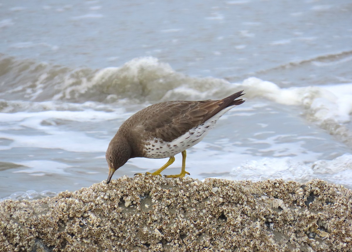 Surfbird - ML613850922