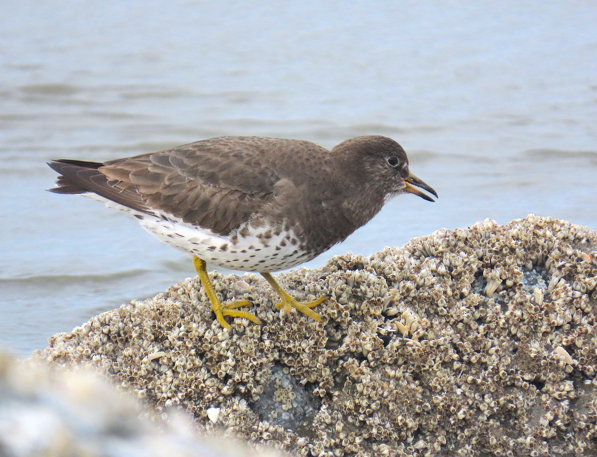 Surfbird - ML613850933