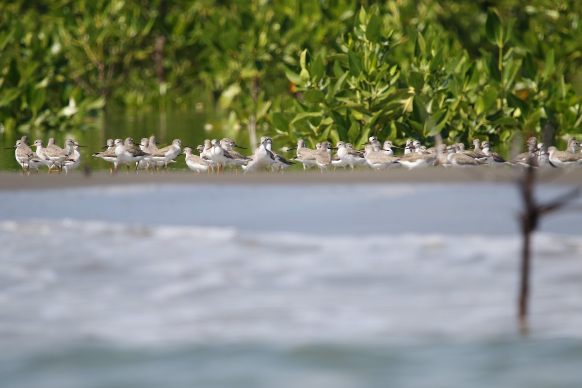 Terek Sandpiper - ML613850936