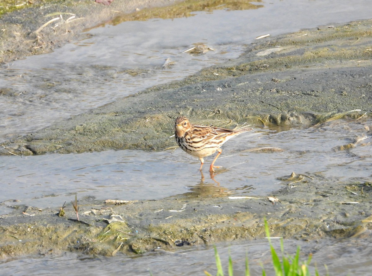 Red-throated Pipit - ML613851011