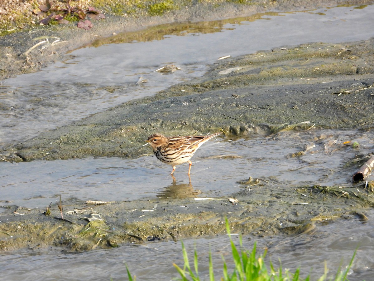 Red-throated Pipit - ML613851020