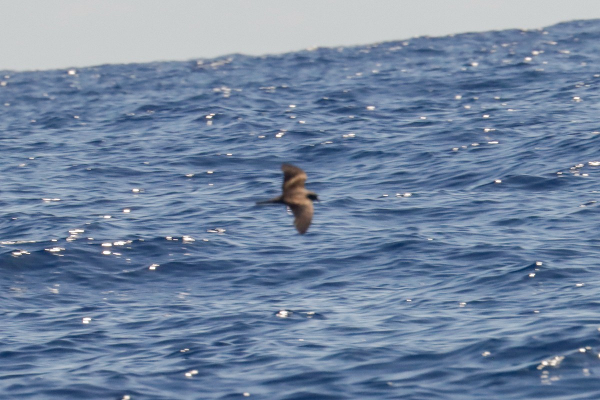 storm-petrel sp. - David Garrigues