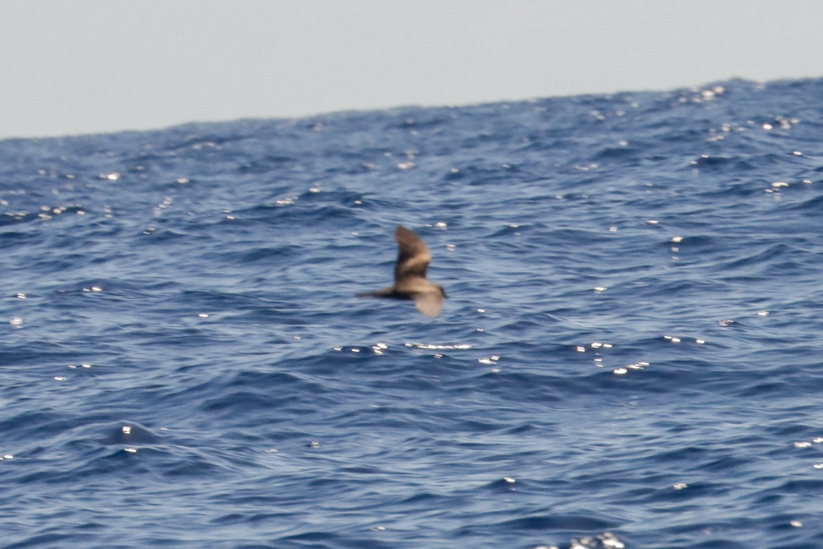 storm-petrel sp. - ML613851085