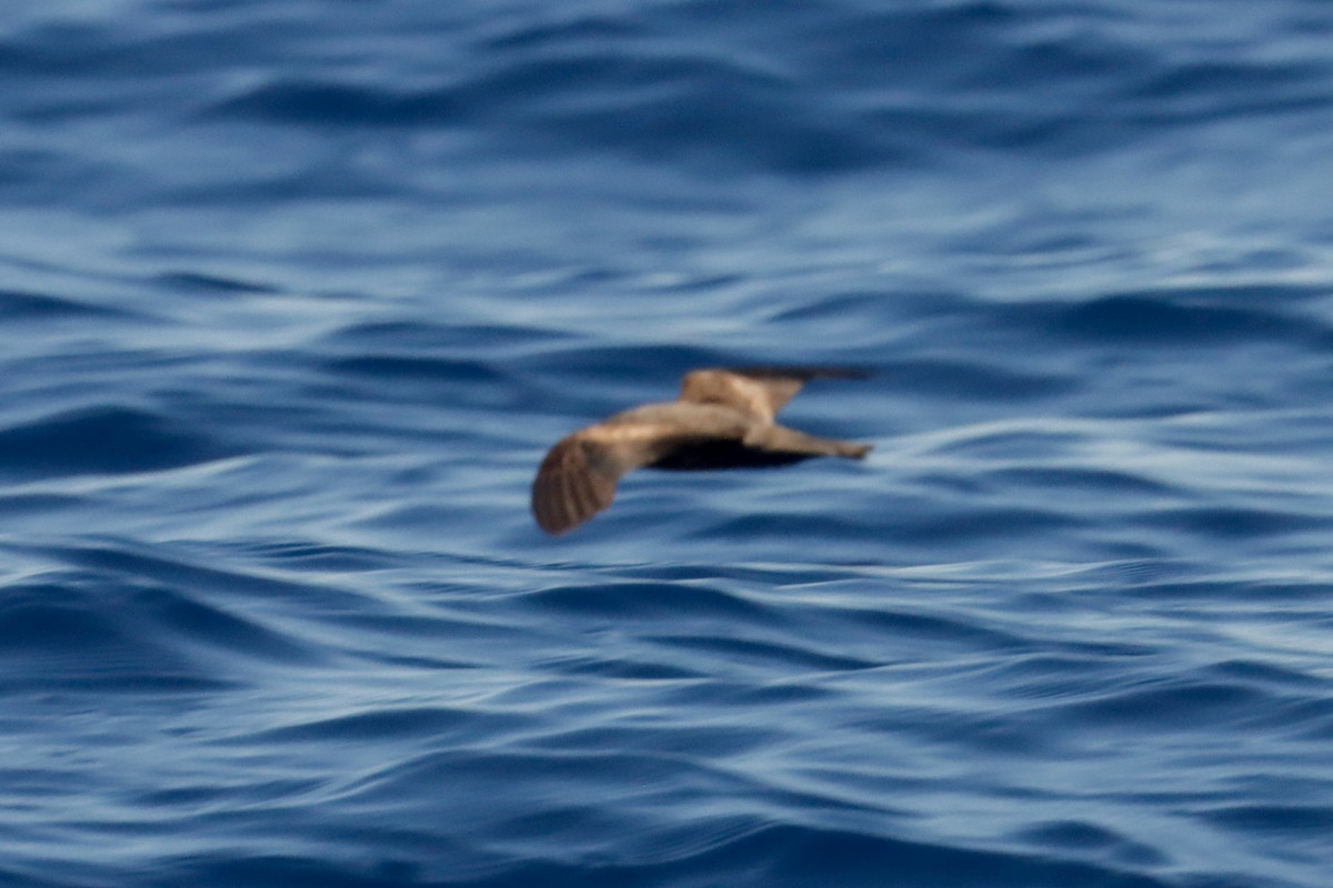 storm-petrel sp. - ML613851087