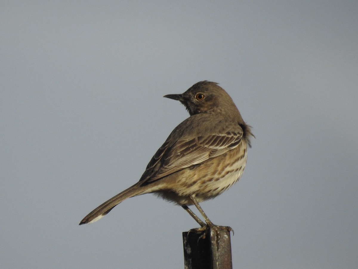 Sage Thrasher - ML613851250