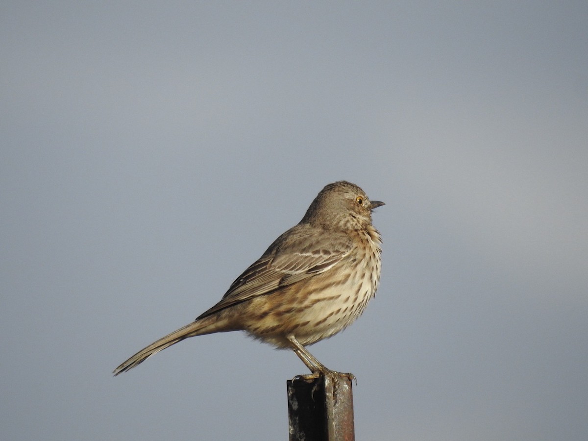 Sage Thrasher - ML613851263