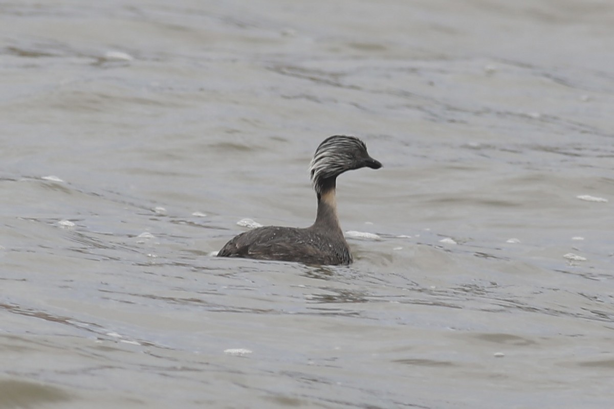 Hoary-headed Grebe - ML613851277