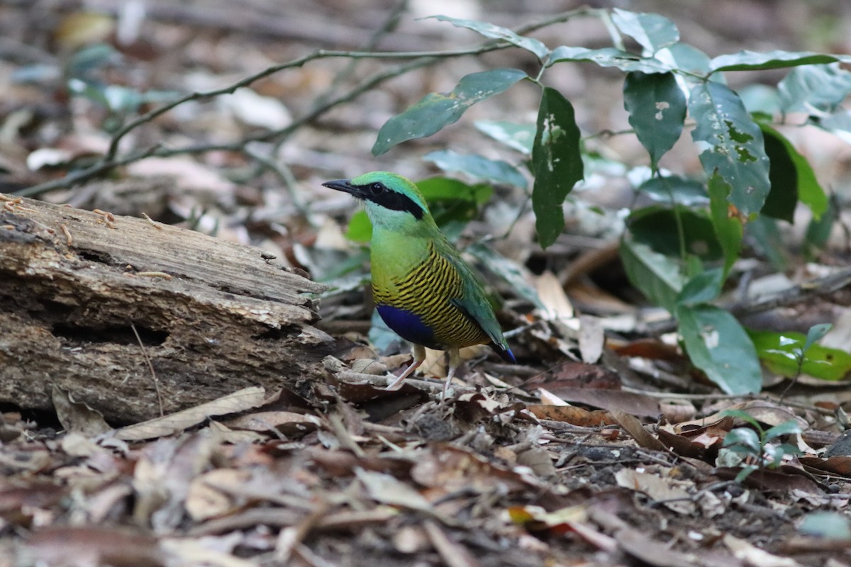 Bar-bellied Pitta - ML613851288