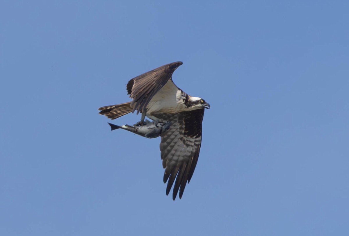 Osprey (carolinensis) - ML613851358